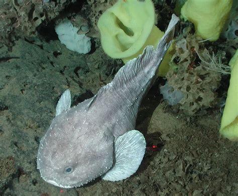 治平水滴魚|「世界最醜動物」水滴魚 竟是人類讓牠們破相！真實。